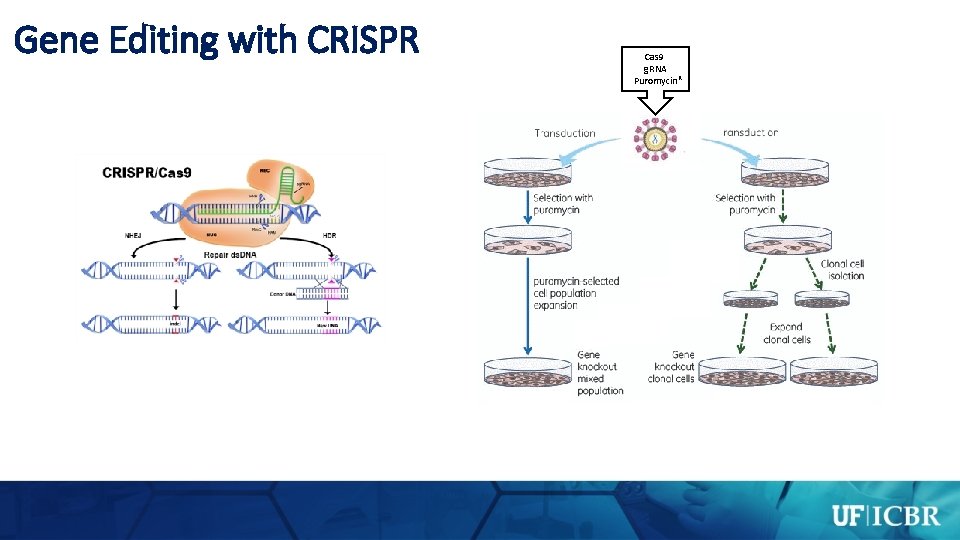 Gene Editing with CRISPR Cas 9 g. RNA Puromycin R 