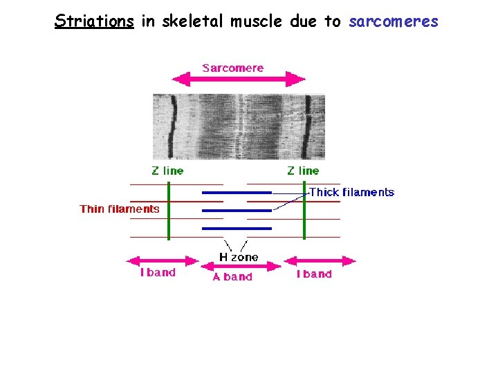 Striations in skeletal muscle due to sarcomeres 