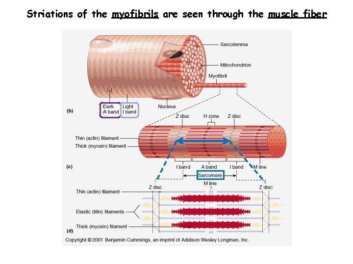 Striations of the myofibrils are seen through the muscle fiber 