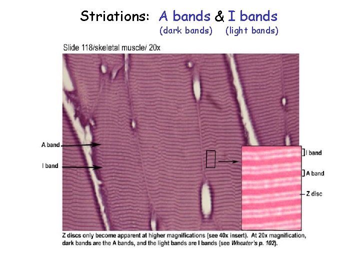 Striations: A bands & I bands (dark bands) (light bands) 