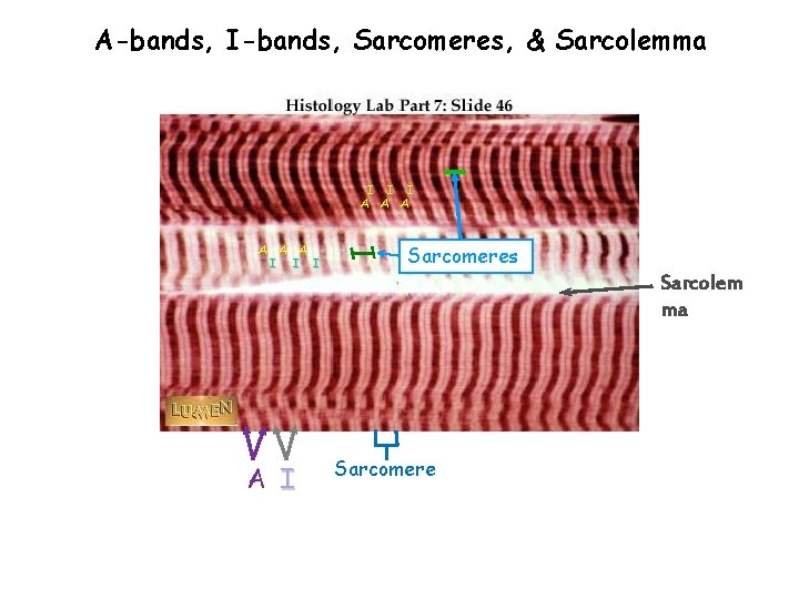 A-bands, I-bands, Sarcomeres, & Sarcolemma I I I A A I I Sarcomeres Sarcolem