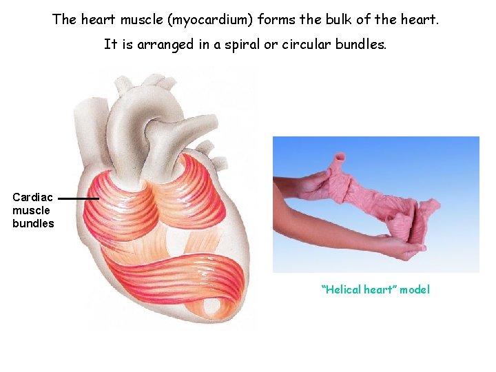 The heart muscle (myocardium) forms the bulk of the heart. It is arranged in