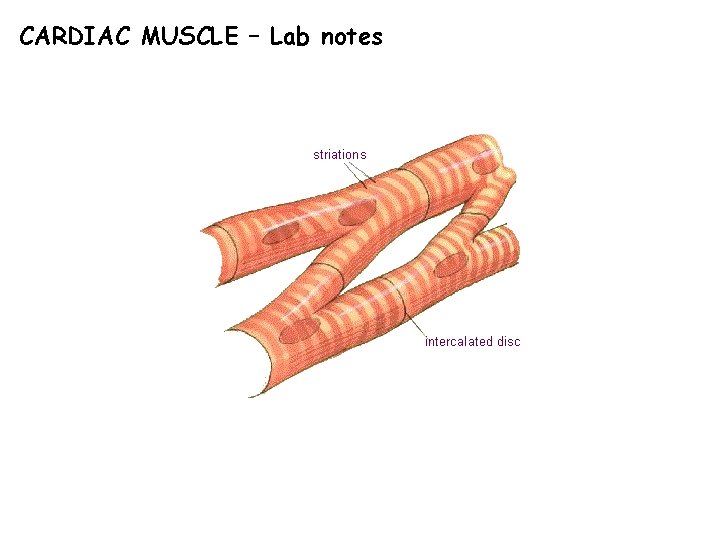 CARDIAC MUSCLE – Lab notes 