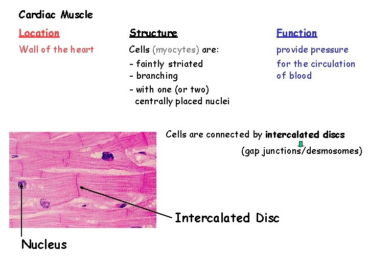 Cardiac Muscle Location Structure Function Wall of the heart Cells (myocytes) are: provide pressure