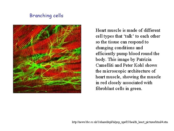 Branching cells Heart muscle is made of different cell types that ‘talk’ to each