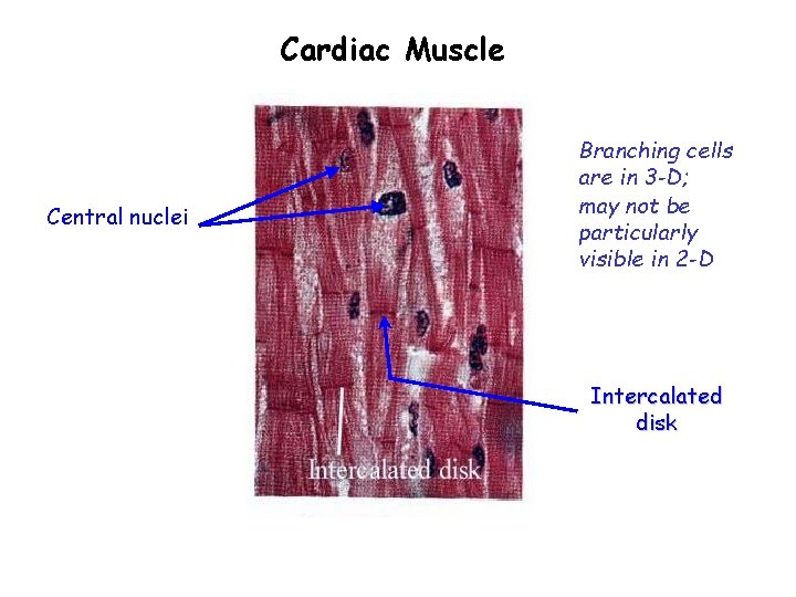 Cardiac Muscle Central nuclei Branching cells are in 3 -D; may not be particularly