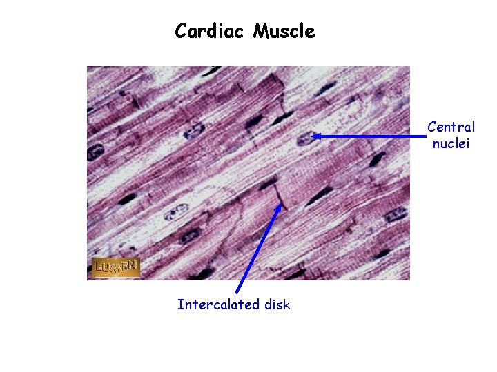 Cardiac Muscle Central nuclei Intercalated disk 