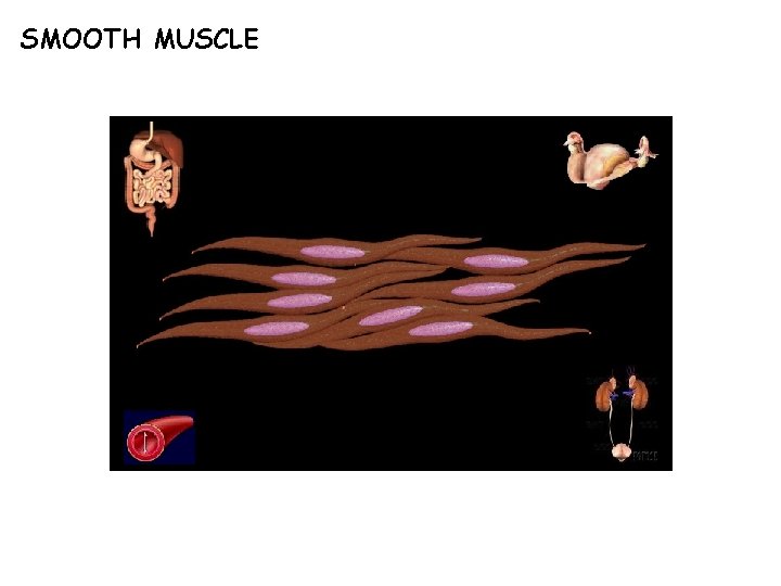 SMOOTH MUSCLE 