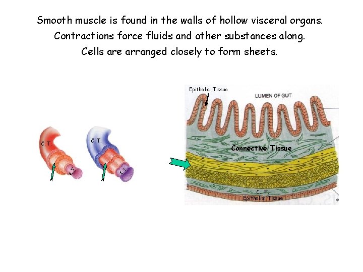 Smooth muscle is found in the walls of hollow visceral organs. Contractions force fluids