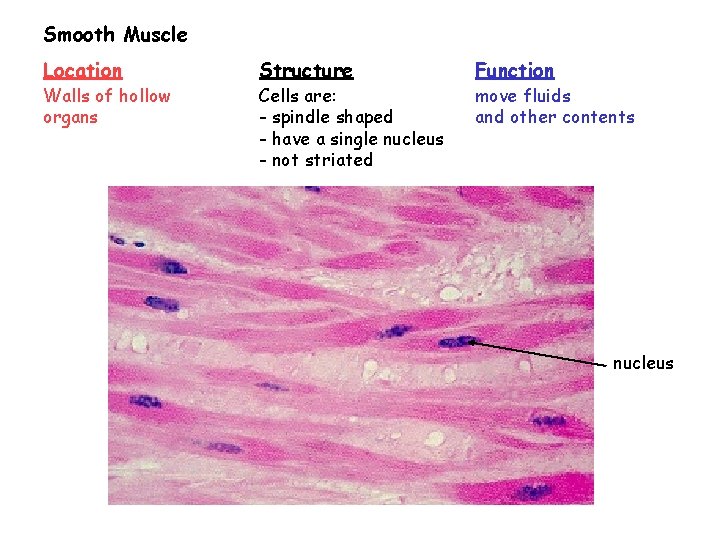 Smooth Muscle Location Walls of hollow organs Structure Cells are: - spindle shaped -
