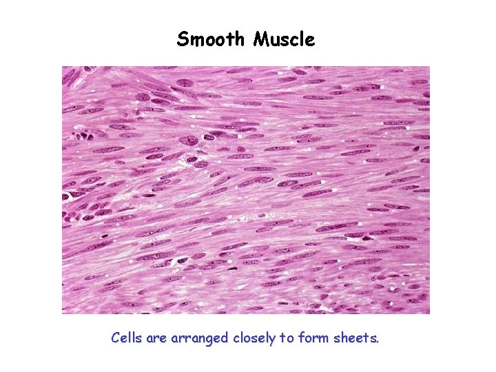 Smooth Muscle Cells are arranged closely to form sheets. 
