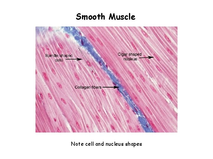 Smooth Muscle Note cell and nucleus shapes 