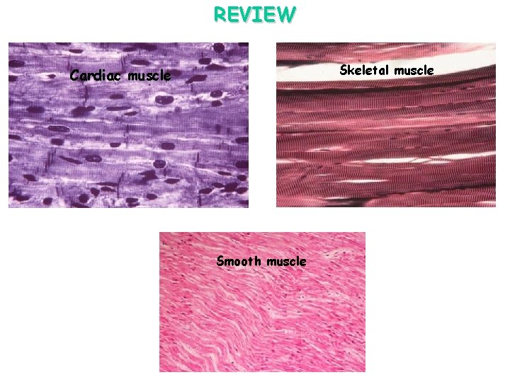 REVIEW Skeletal muscle Cardiac muscle Smooth muscle 