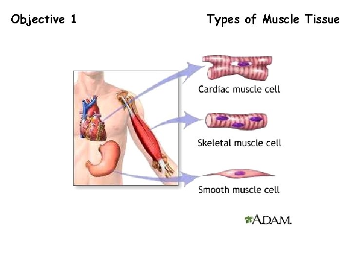 Objective 1 Types of Muscle Tissue 