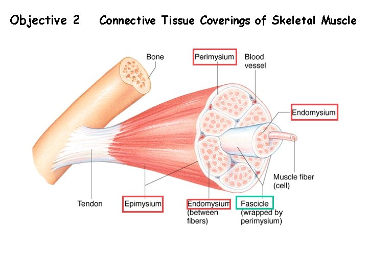 Objective 2 Connective Tissue Coverings of Skeletal Muscle 