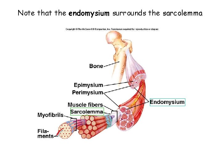 Note that the endomysium surrounds the sarcolemma 