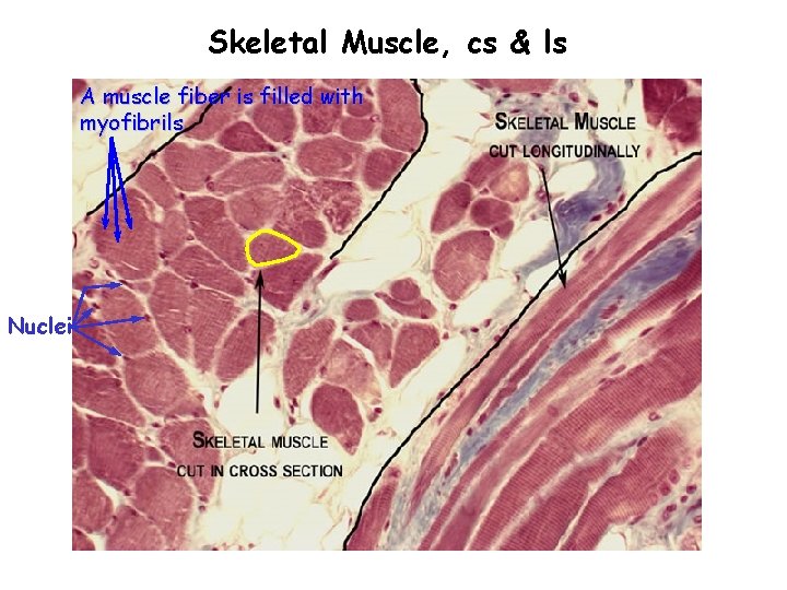 Skeletal Muscle, cs & ls A muscle fiber is filled with myofibrils Nuclei 
