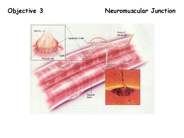 Objective 3 Neuromuscular Junction 