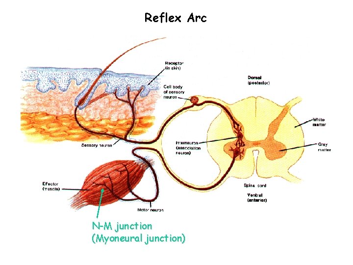 Reflex Arc N-M junction (Myoneural junction) 