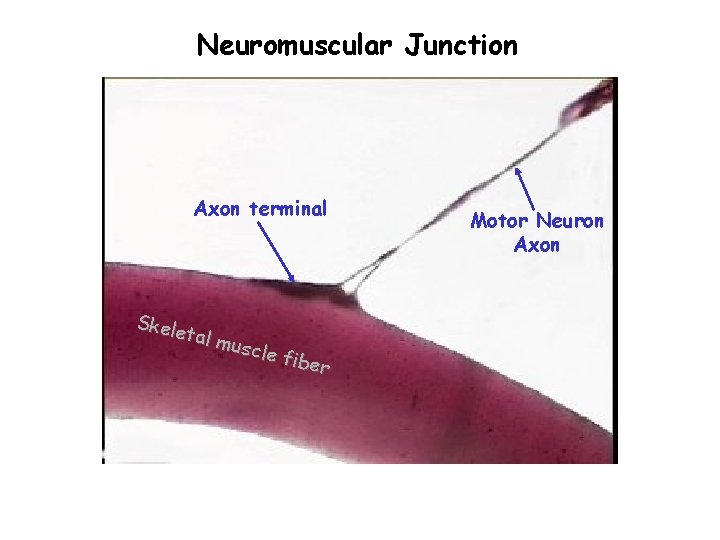 Neuromuscular Junction Axon terminal Skele tal m uscle fiber Motor Neuron Axon 
