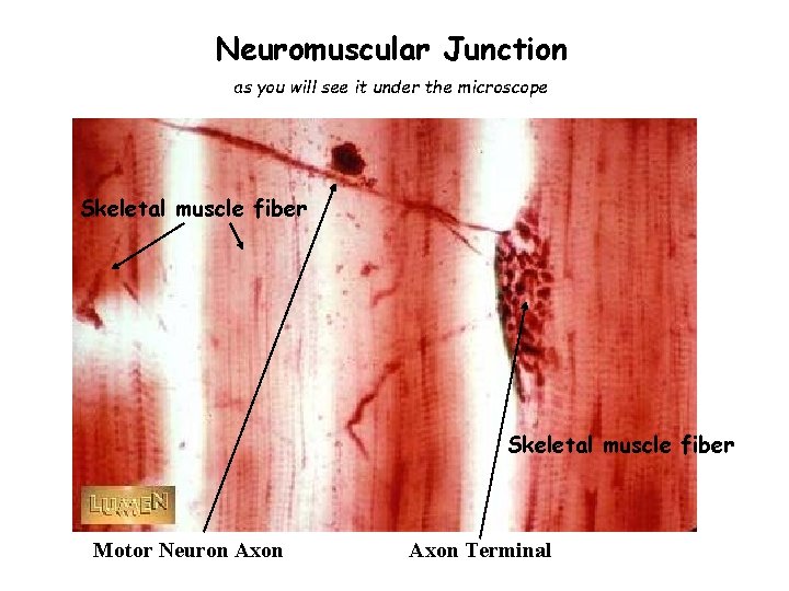 Neuromuscular Junction as you will see it under the microscope Skeletal muscle fiber Motor