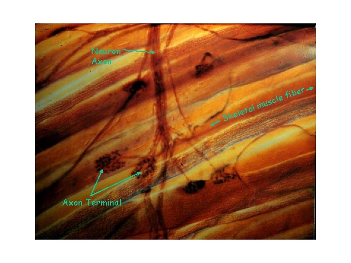 Neuron Axon le mu l a t Ske Axon Terminal sc ber i f