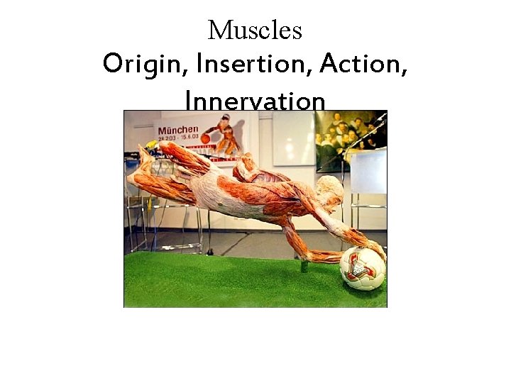 Muscles Origin, Insertion, Action, Innervation 