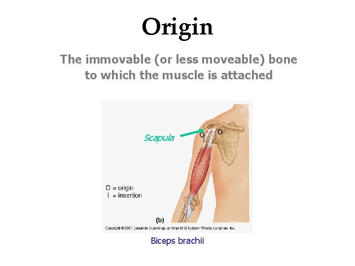 Origin The immovable (or less moveable) bone to which the muscle is attached Scapula