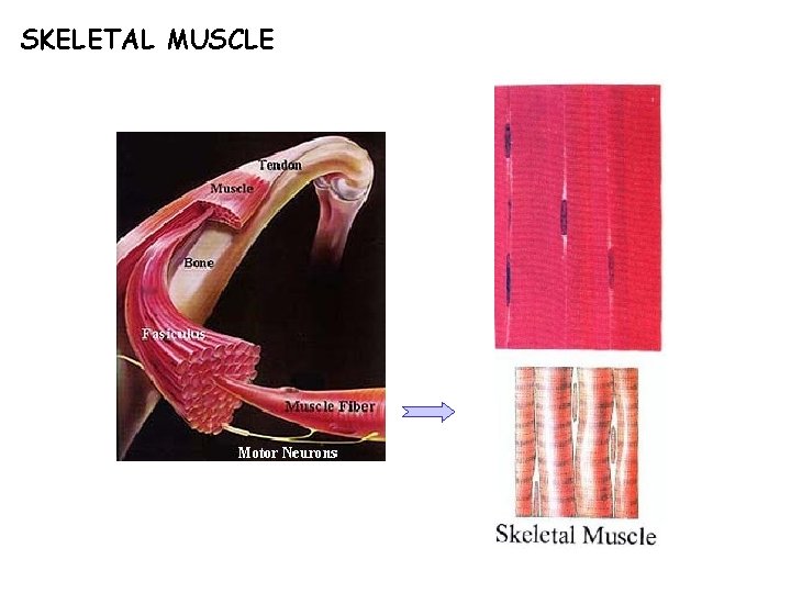 SKELETAL MUSCLE 