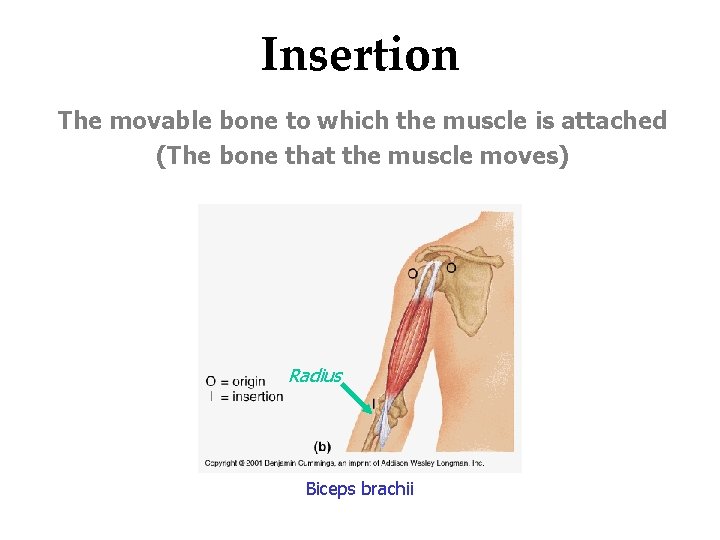 Insertion The movable bone to which the muscle is attached (The bone that the