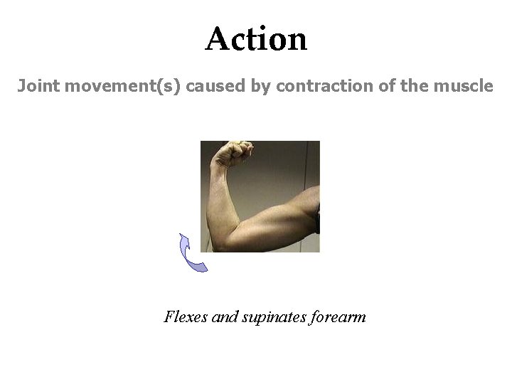 Action Joint movement(s) caused by contraction of the muscle Flexes and supinates forearm 