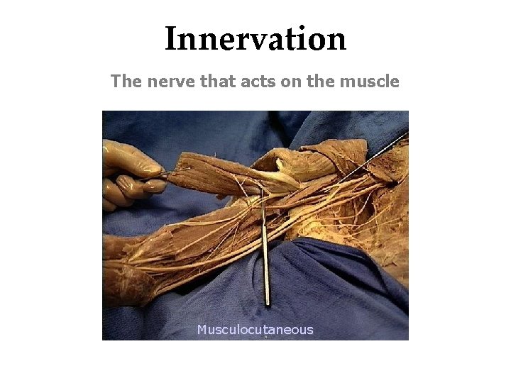 Innervation The nerve that acts on the muscle Musculocutaneous 