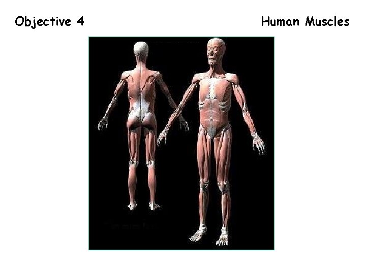 Objective 4 Human Muscles 