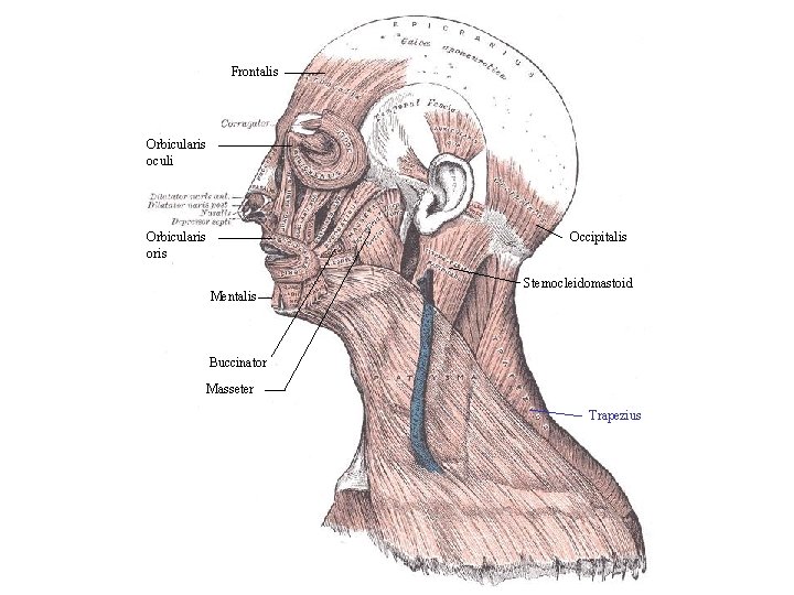 Frontalis Orbicularis oculi Orbicularis oris Occipitalis Mentalis Sternocleidomastoid Buccinator Masseter Trapezius 