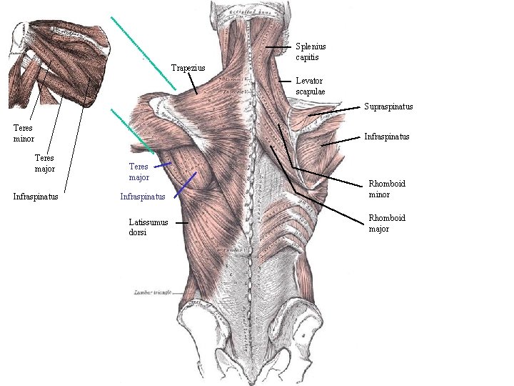 Splenius capitis Trapezius Levator scapulae Supraspinatus Teres minor Infraspinatus Teres major Infraspinatus Latissumus dorsi