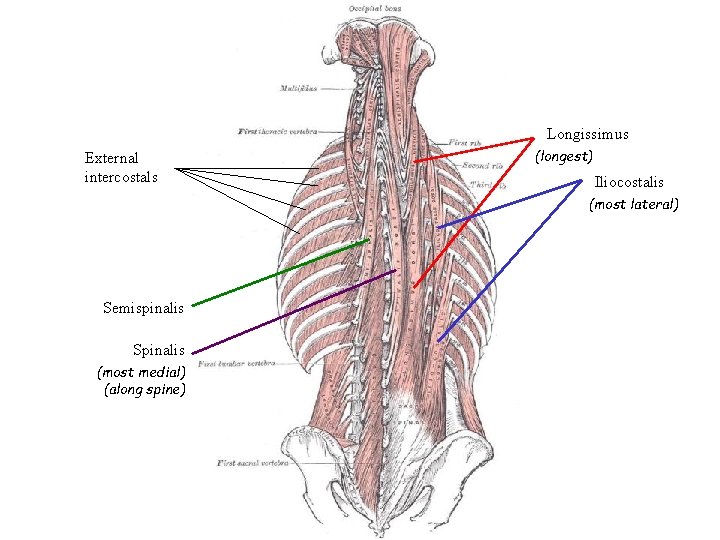Longissimus External intercostals (longest) Iliocostalis (most lateral) Semispinalis Spinalis (most medial) (along spine) 