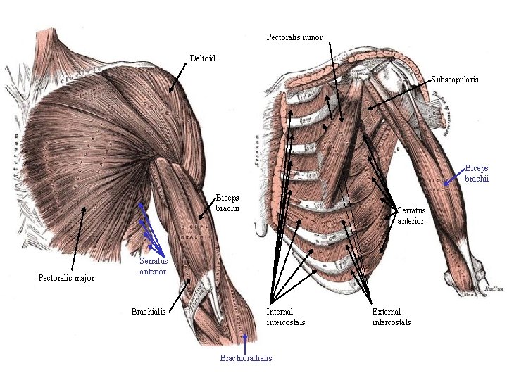 Pectoralis minor Deltoid Subscapularis Biceps brachii Pectoralis major Serratus anterior Brachialis Internal intercostals Brachioradialis