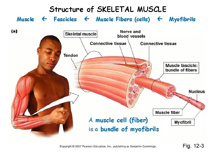 Structure of SKELETAL MUSCLE Muscle Fascicles Muscle Fibers (cells) A muscle cell (fiber) is