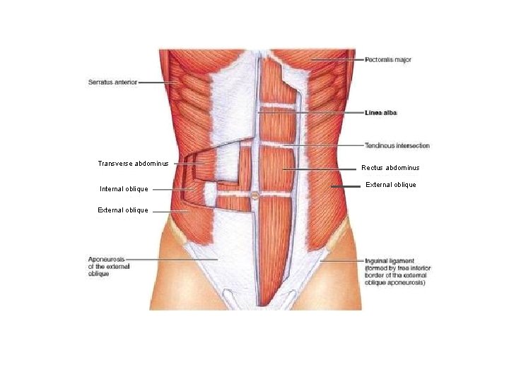 Transverse abdominus Internal oblique External oblique Rectus abdominus External oblique 