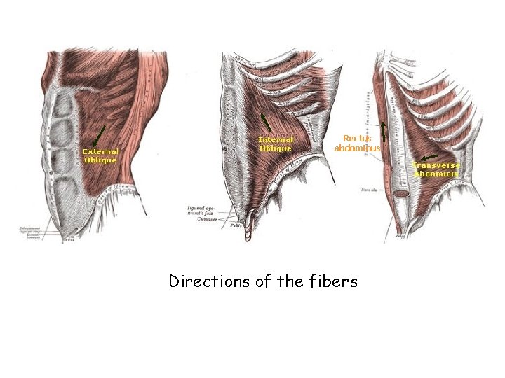 Rectus abdominus Directions of the fibers 