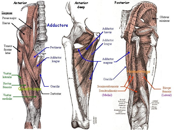 Anterior Posterior Anterior deep Iliopsoas Gluteus minimus Psoas major Iliacus Adductor longus Tensor facsiae
