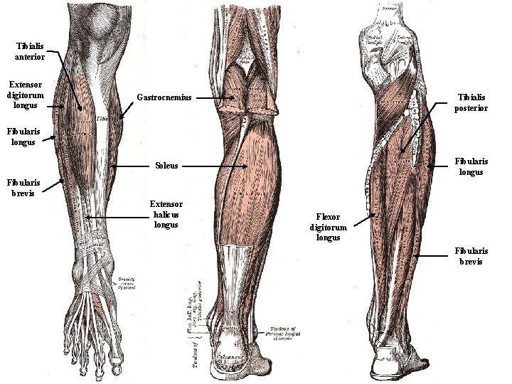 Tibialis anterior Extensor digitorum longus Gastrocnemius Tibialis posterior Soleus Fibularis longus Fibularis brevis Extensor