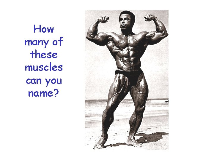 How many of these muscles can you name? 