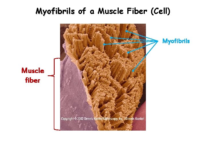 Myofibrils of a Muscle Fiber (Cell) Myofibrils Muscle fiber 