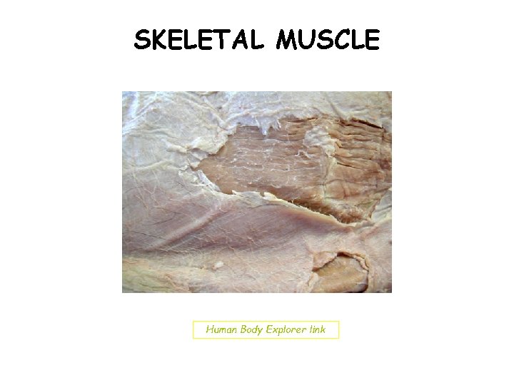 SKELETAL MUSCLE Human Body Explorer link 