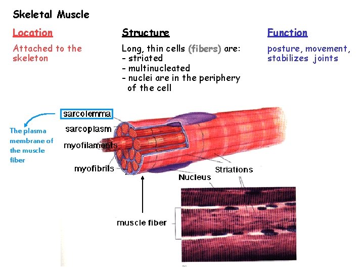 Skeletal Muscle Location Structure Function Attached to the skeleton Long, thin cells (fibers) are: