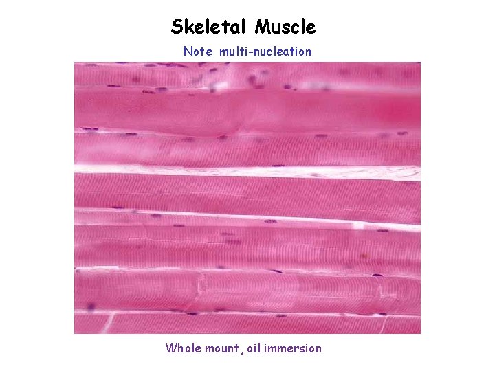 Skeletal Muscle Note multi-nucleation Whole mount, oil immersion 