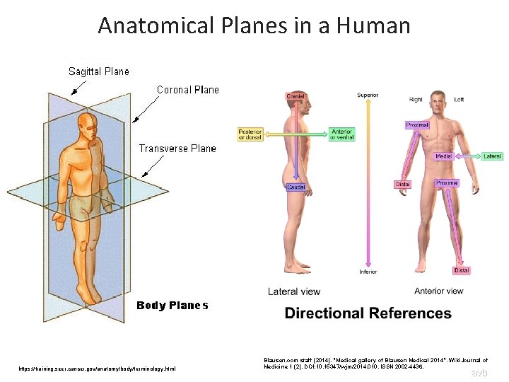 Anatomical Planes in a Human https: //training. seer. cancer. gov/anatomy/body/terminology. html Blausen. com staff