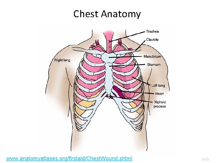 Chest Anatomy www. anatomyatlases. org/firstaid/Chest. Wound. shtml avb 