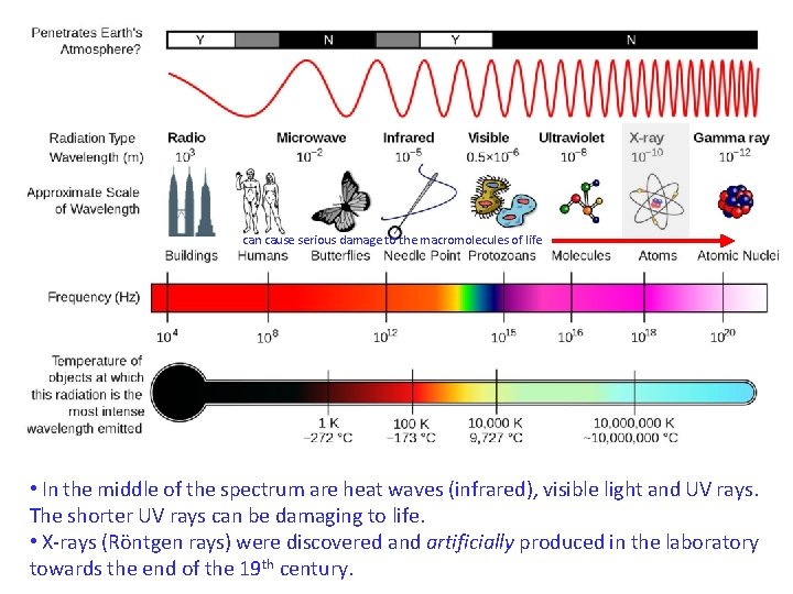 can cause serious damage to the macromolecules of life • In the middle of